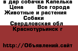 в дар собачка Капелька › Цена ­ 1 - Все города Животные и растения » Собаки   . Свердловская обл.,Краснотурьинск г.